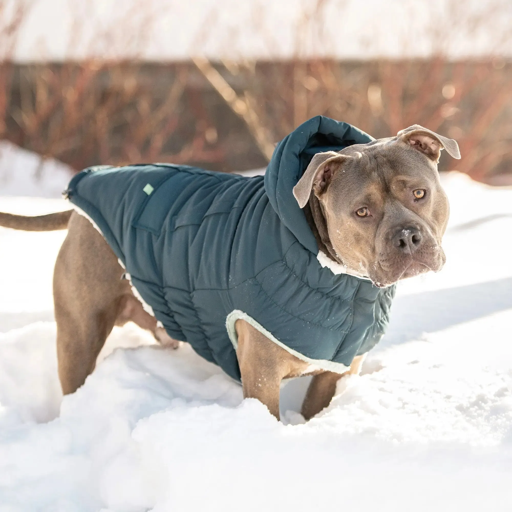 Arctic Dog Parka | Dark Teal